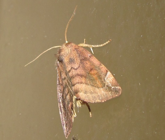 Cosmia (Nemus) pyralina - Noctuidae